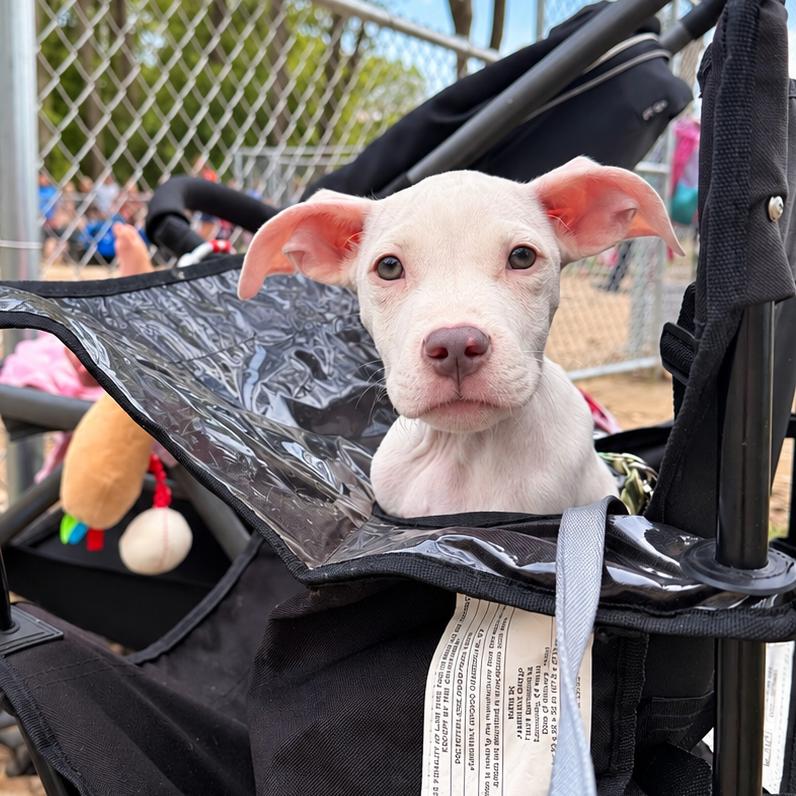 Enlarge Doby, a Adoptable Pit Bull Terrier in Northville, MI image 2/2