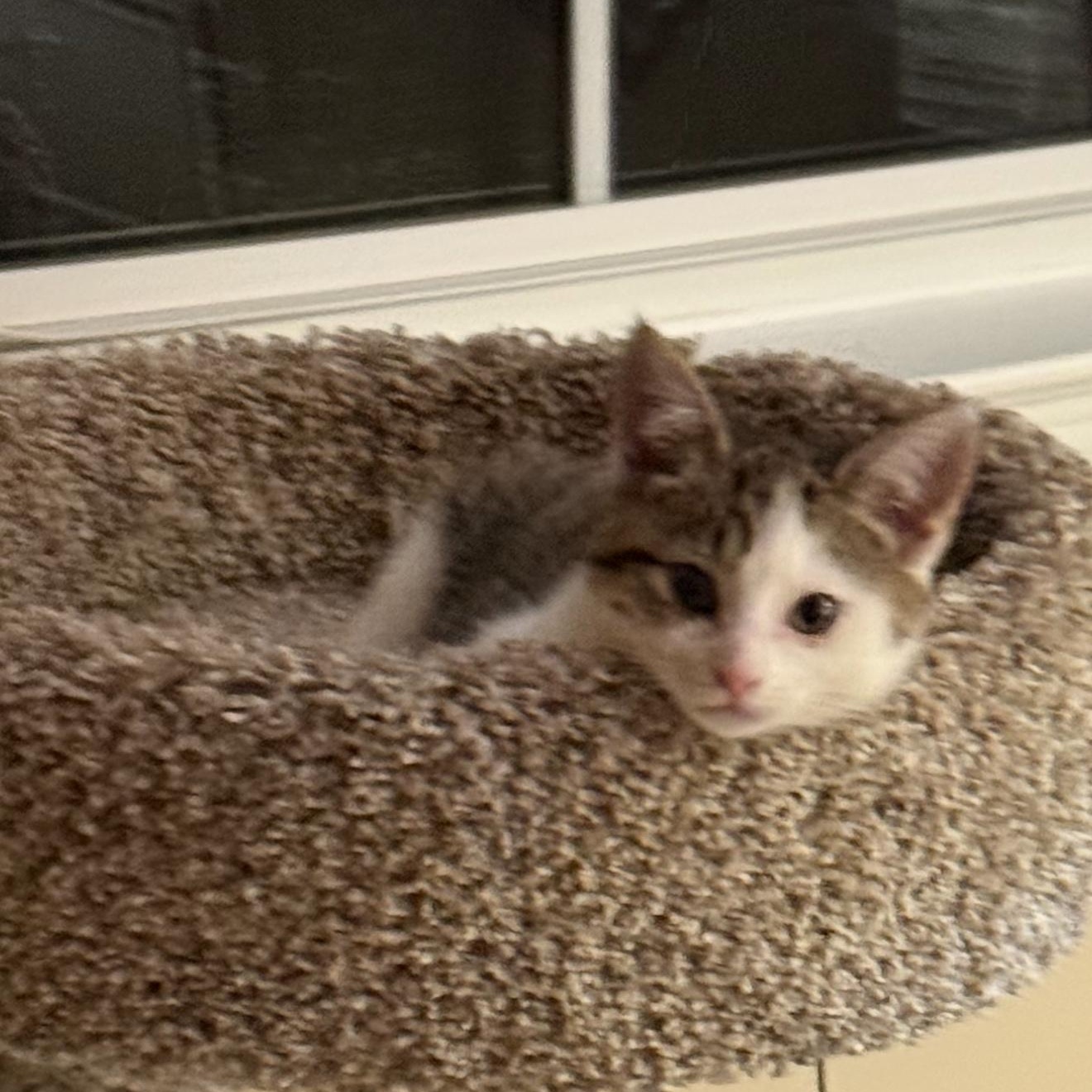 Enlarge Courtesy Post- Toby, a Adoptable Domestic Short Hair in Turnersville, NJ image 1/1