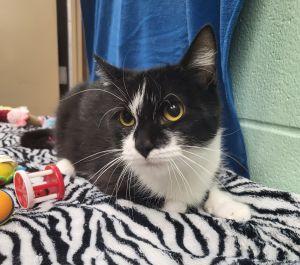 Norah, a ADOPTABLE Domestic Short Hair in Bucyrus, OH image 2/3