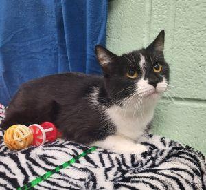 Norah, ADOPTABLE, Adult Female Domestic Short Hair.