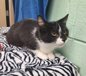 Norah, a ADOPTABLE Domestic Short Hair in Bucyrus, OH image 3/3