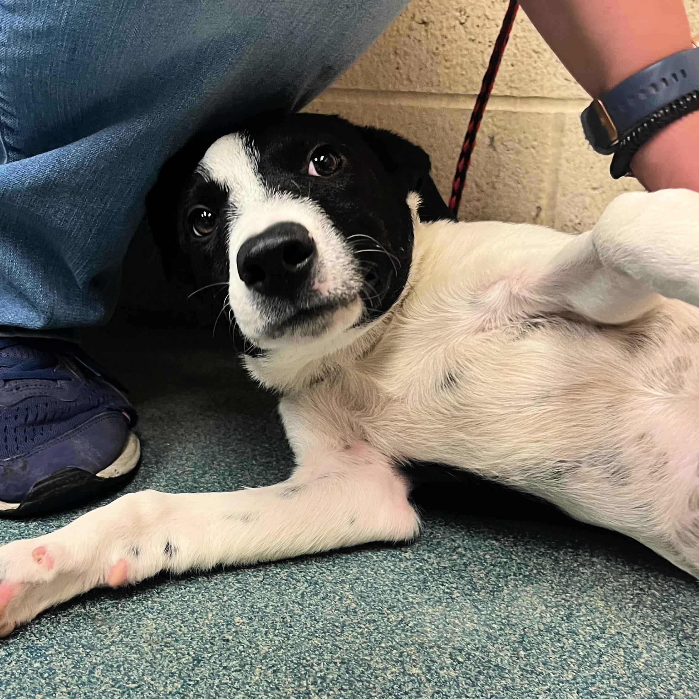 Nico, Adopted, Puppy Male Border Collie.