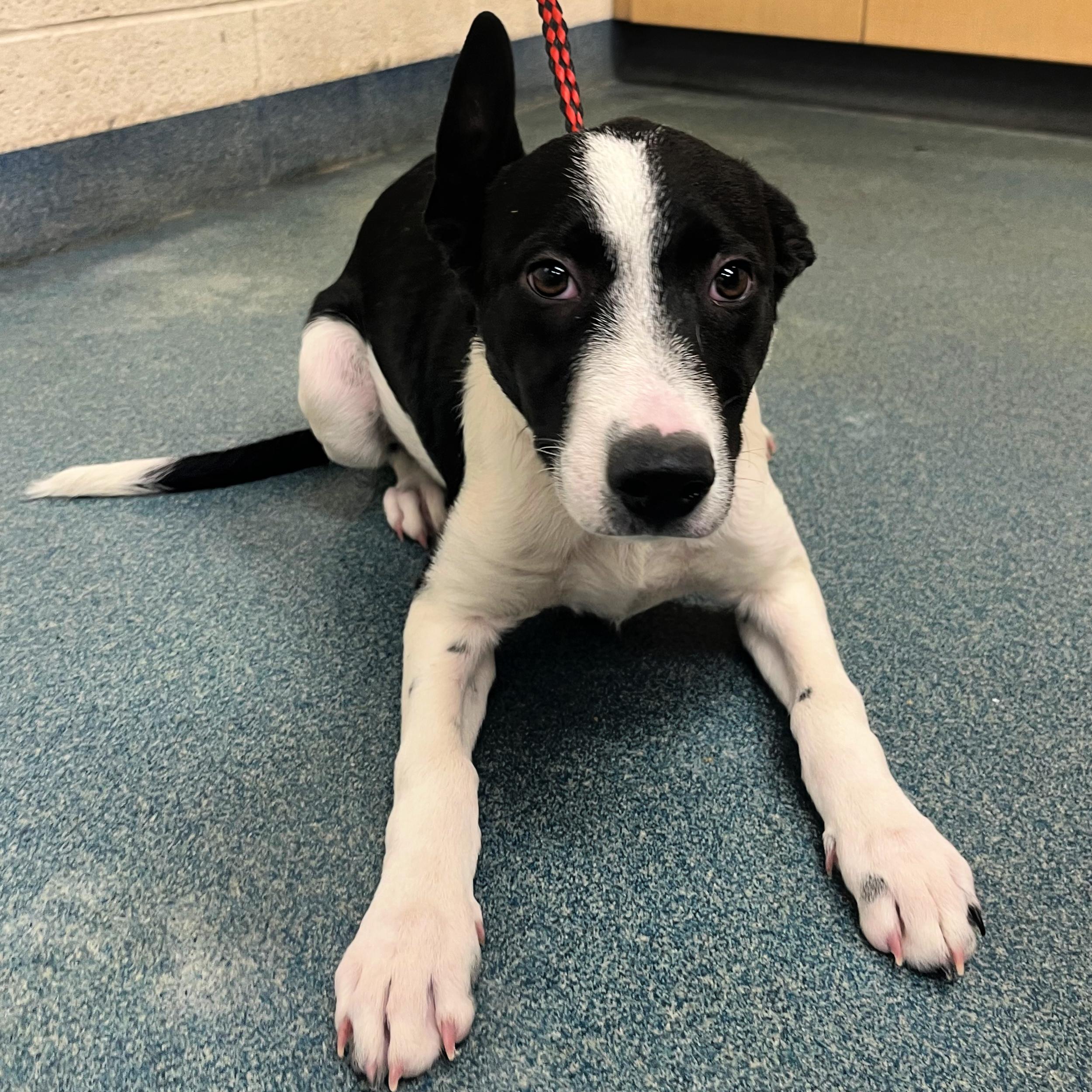 Nico, a Adopted mixed breed in Lindon, UT image 2/5
