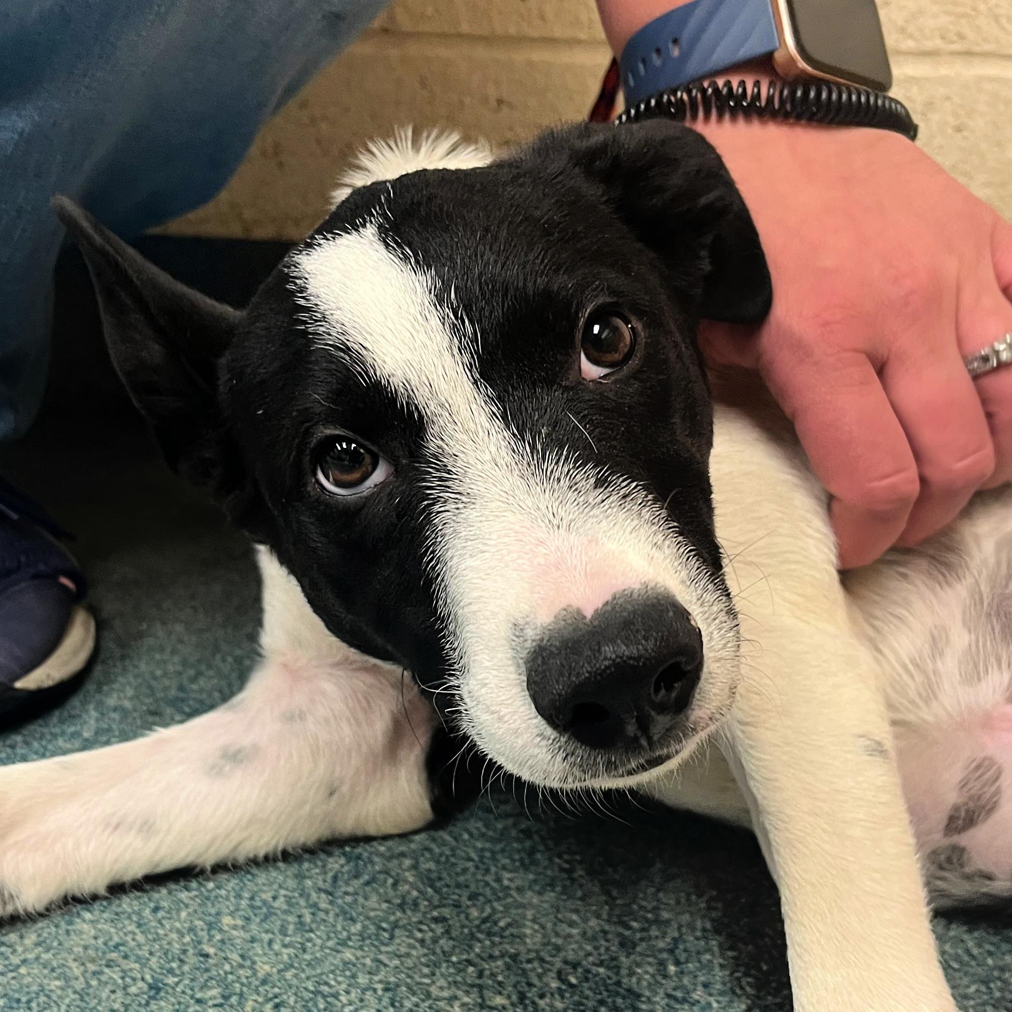 Nico, a Adopted mixed breed in Lindon, UT image 3/5