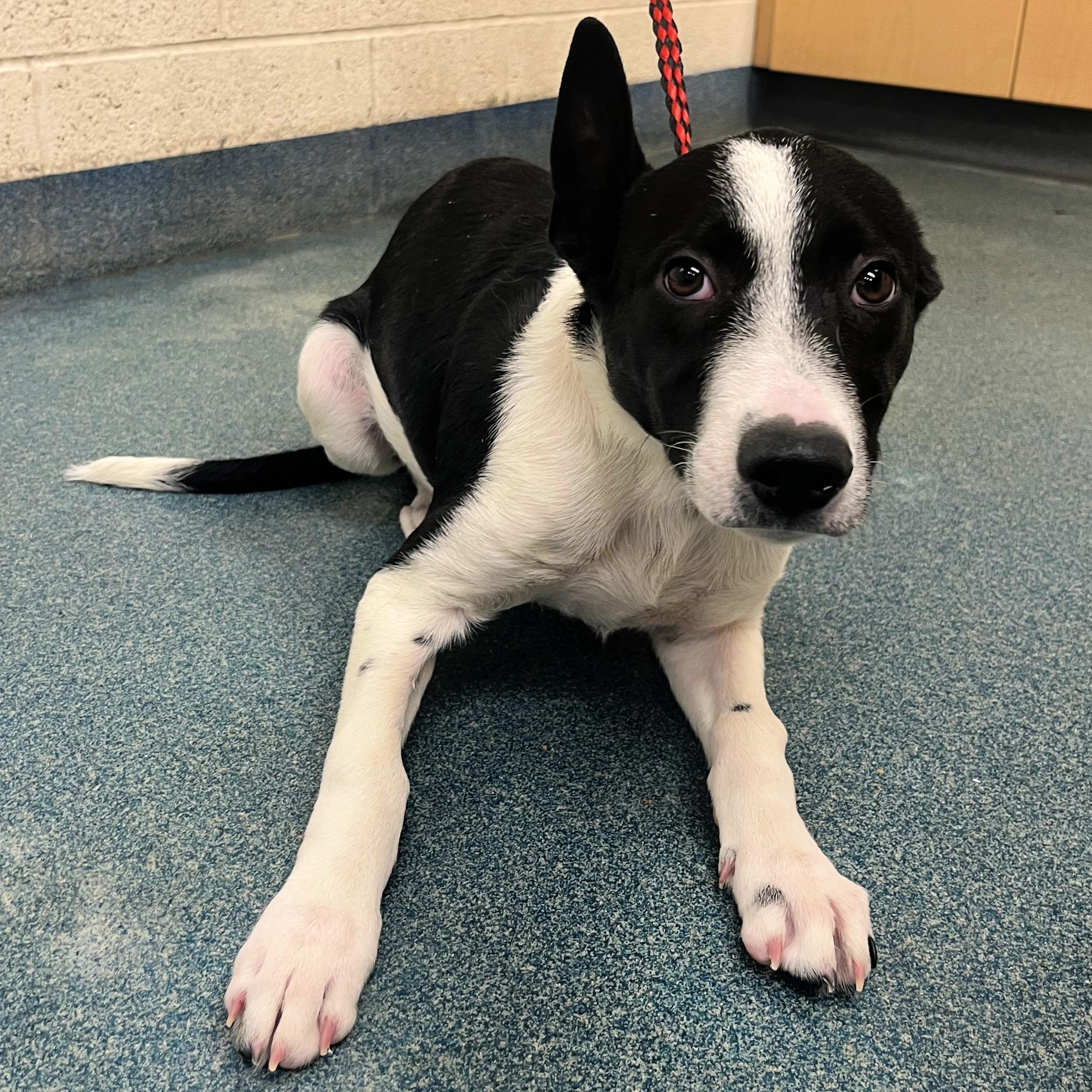 Nico, a Adopted mixed breed in Lindon, UT image 4/5