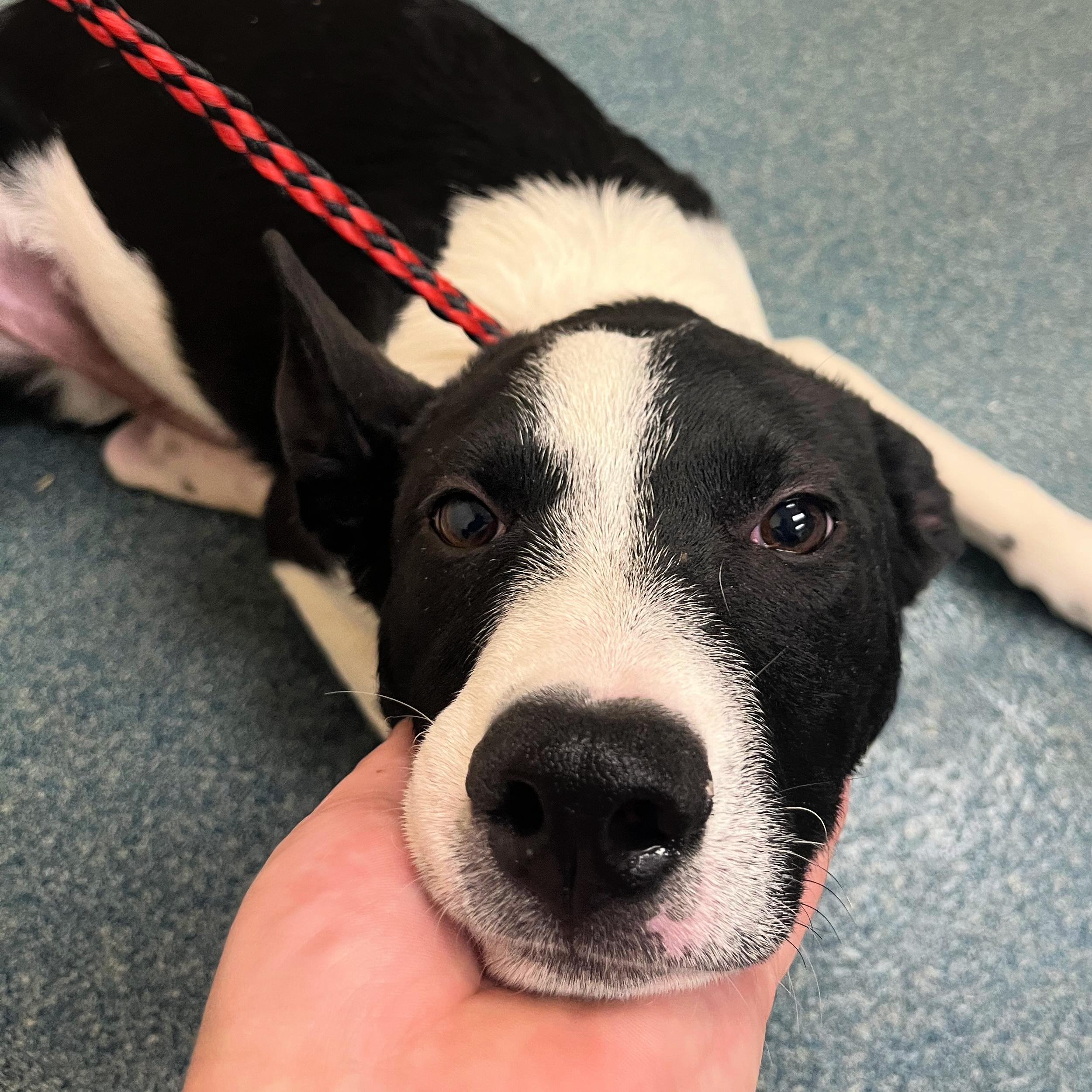 Nico, a Adopted mixed breed in Lindon, UT image 5/5
