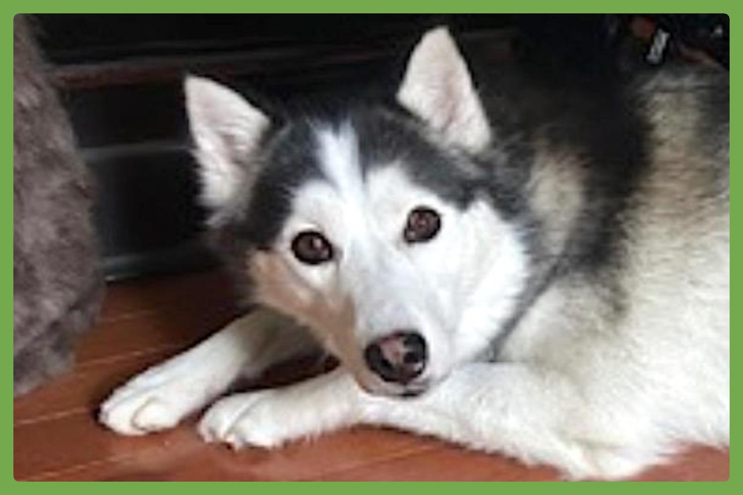 Max photo 1