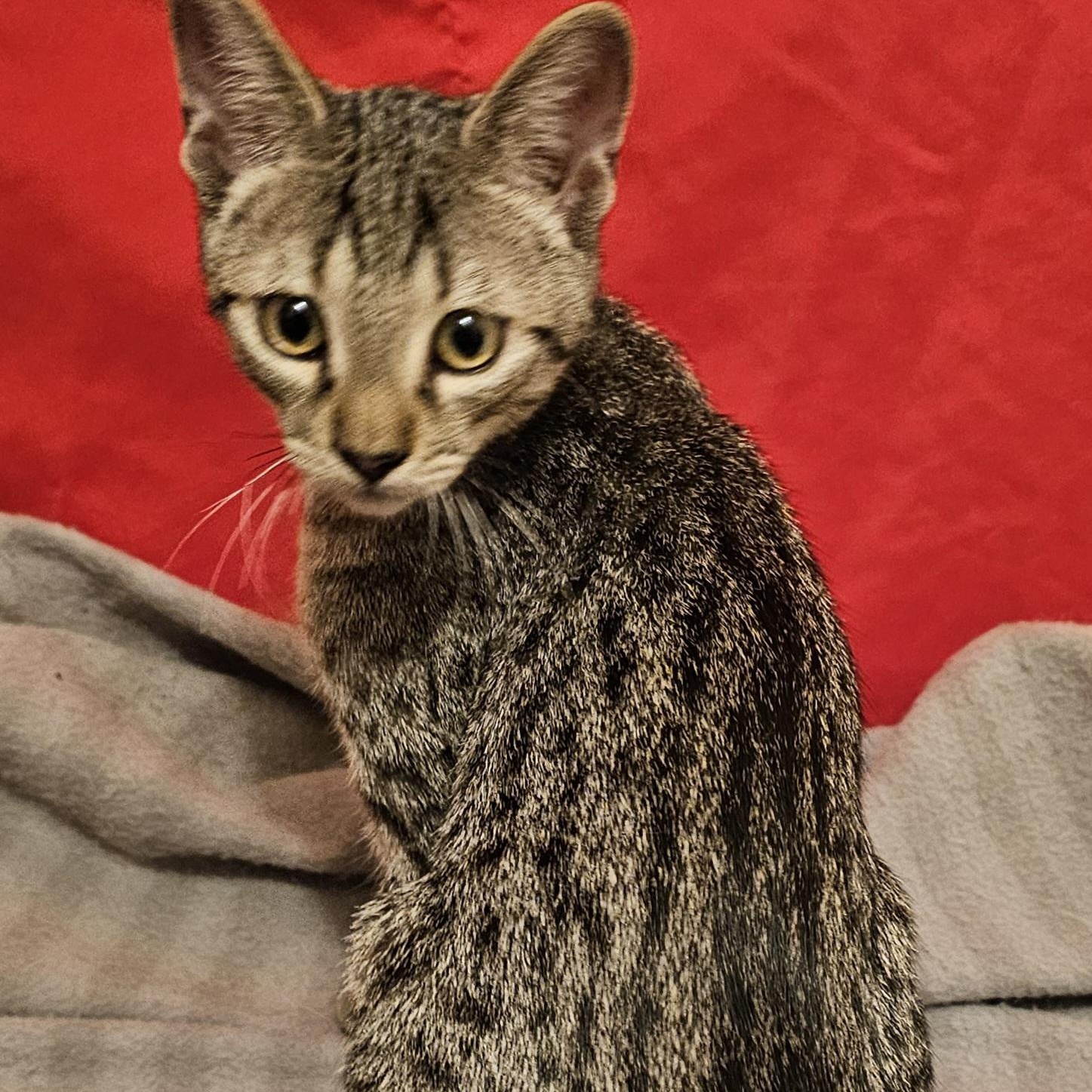 Enlarge Milo, a ADOPTABLE American Shorthair in Katy, TX image 3/3