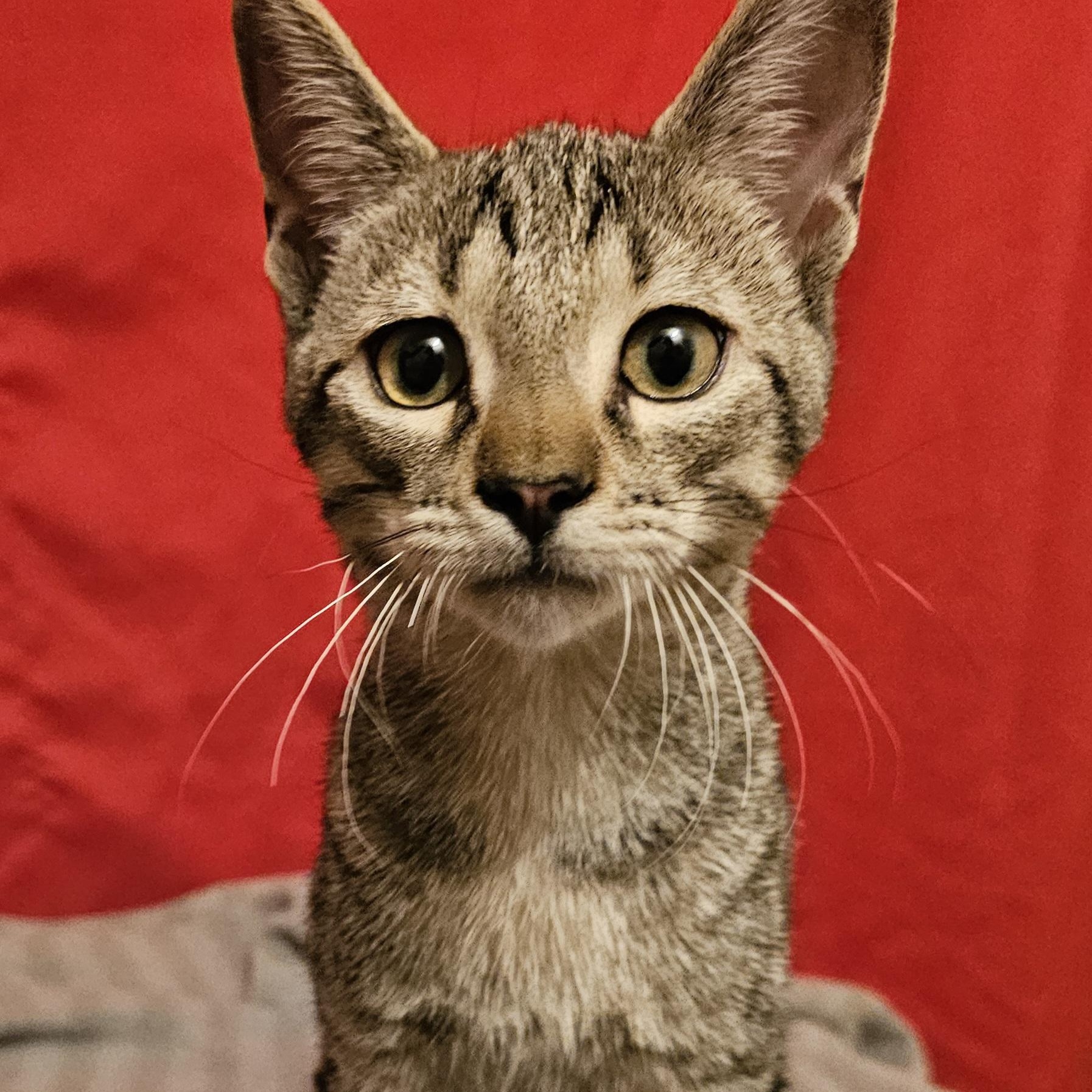 Milo, ADOPTABLE, Kitten Male American Shorthair.