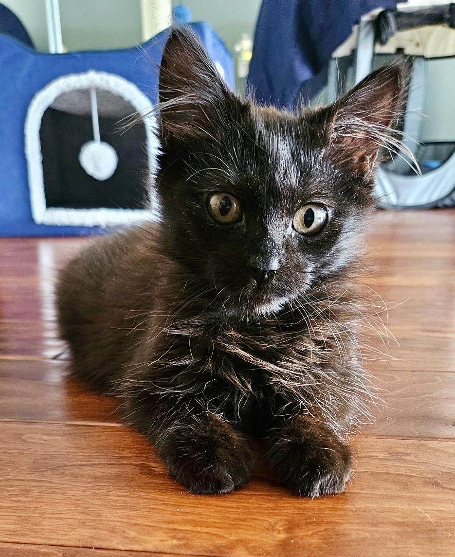Enlarge Fuzzy, a Adopted Domestic Short Hair in Honolulu, HI image 1/1