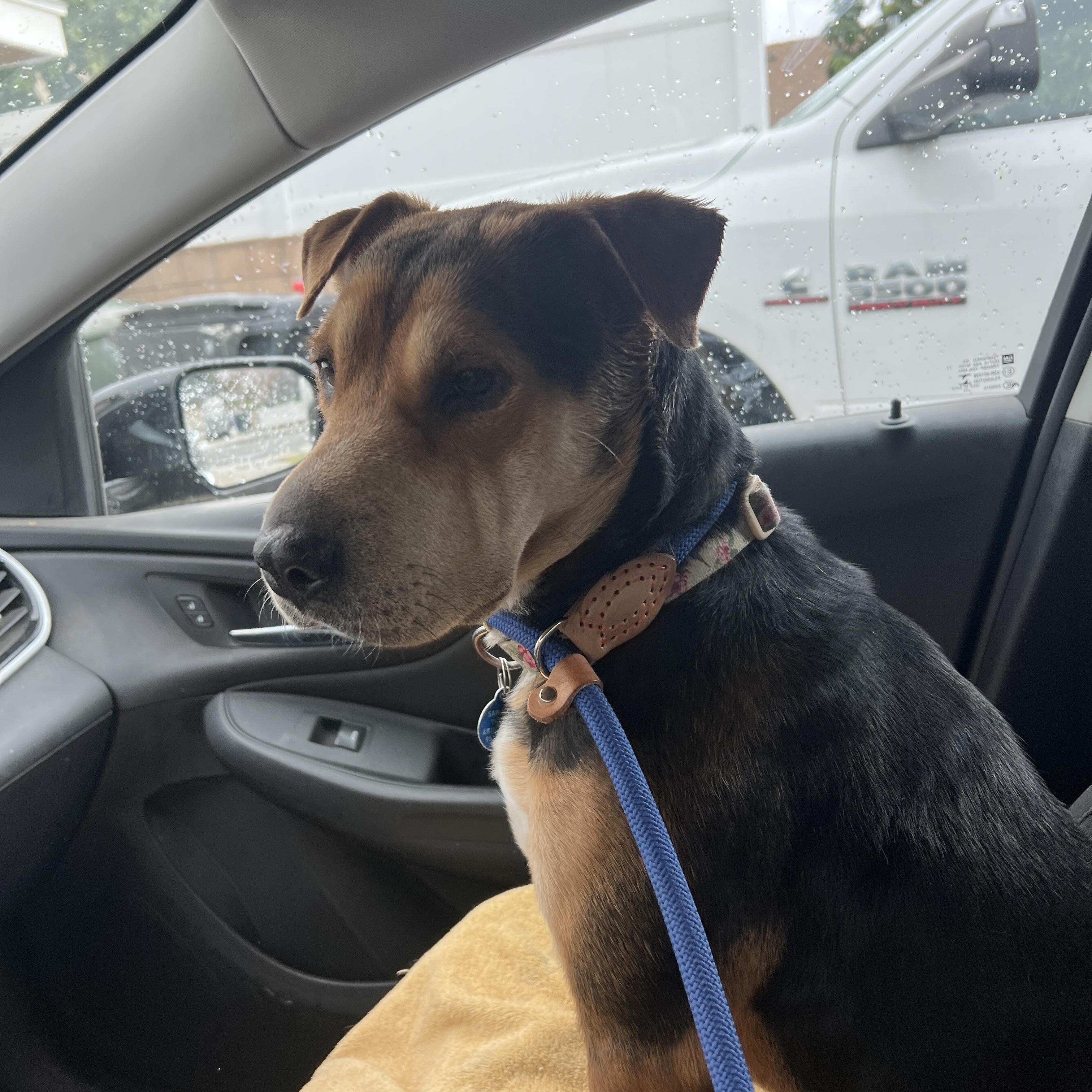 Ms. Beauty Sienna, Young Female Hound