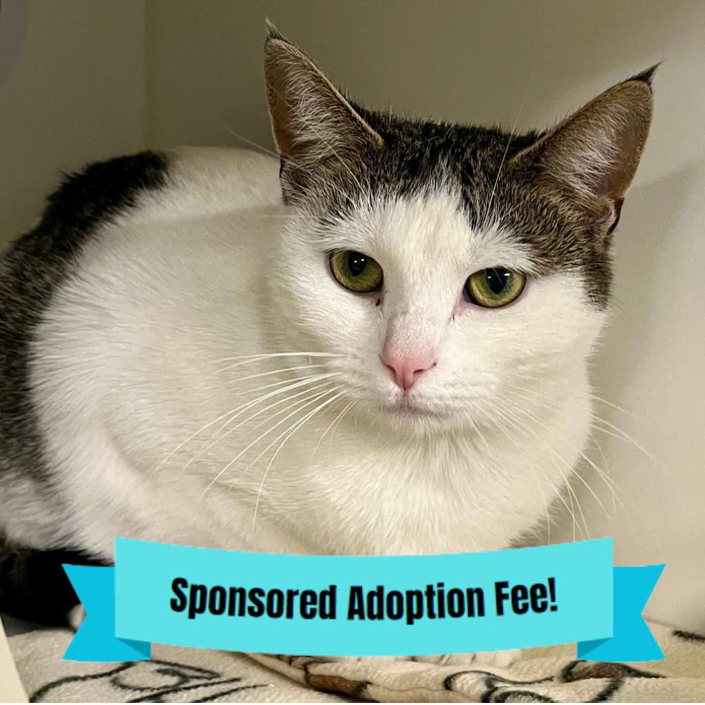 Tiffany, Adoptable, Young Female Domestic Short Hair.