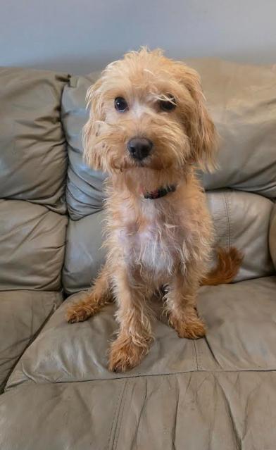 Scooby, a Adoptable mixed breed in Portland, ME image 2/6