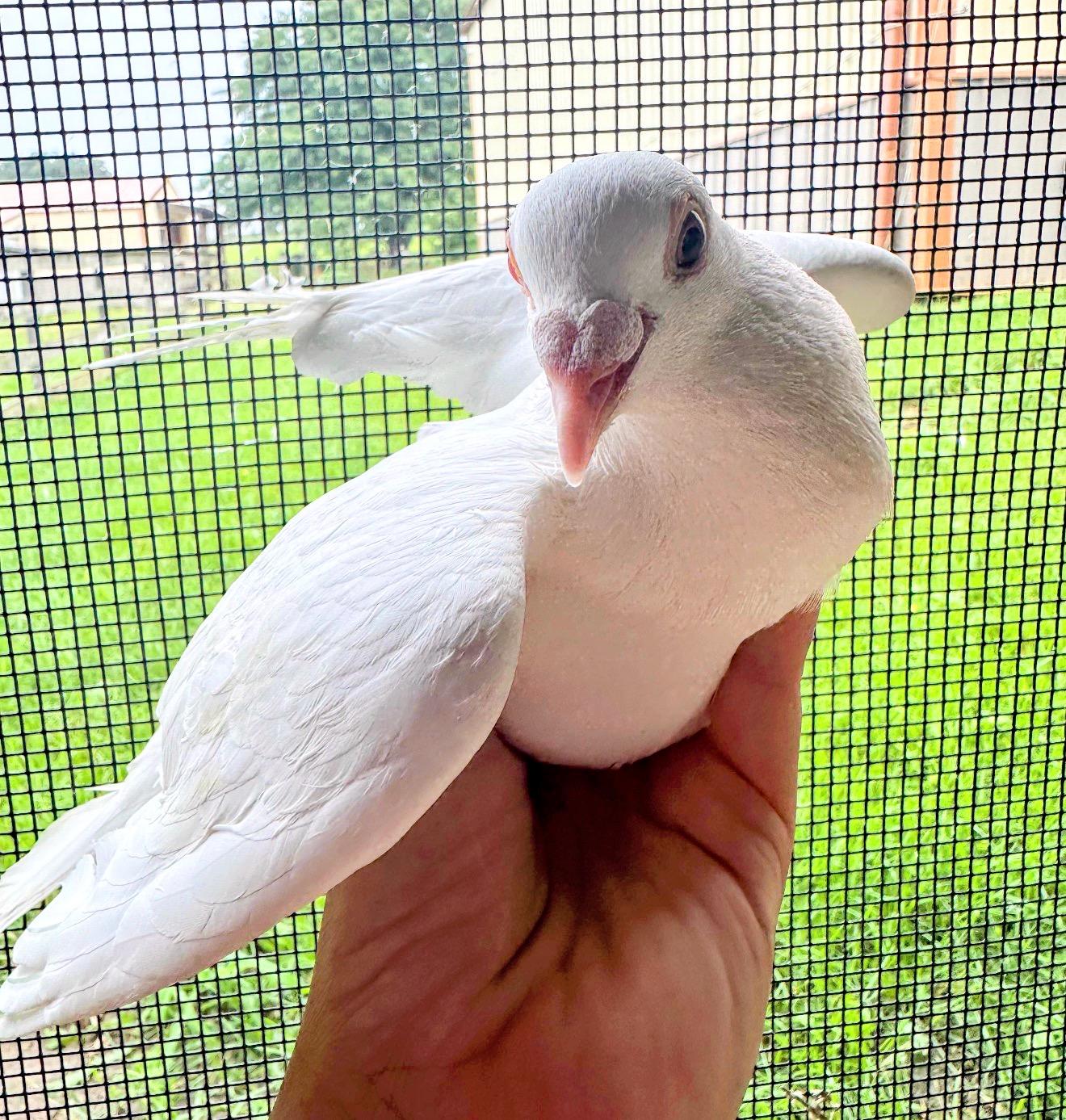 Moon Pie, Adoptable, Adult Unknown Pigeon.