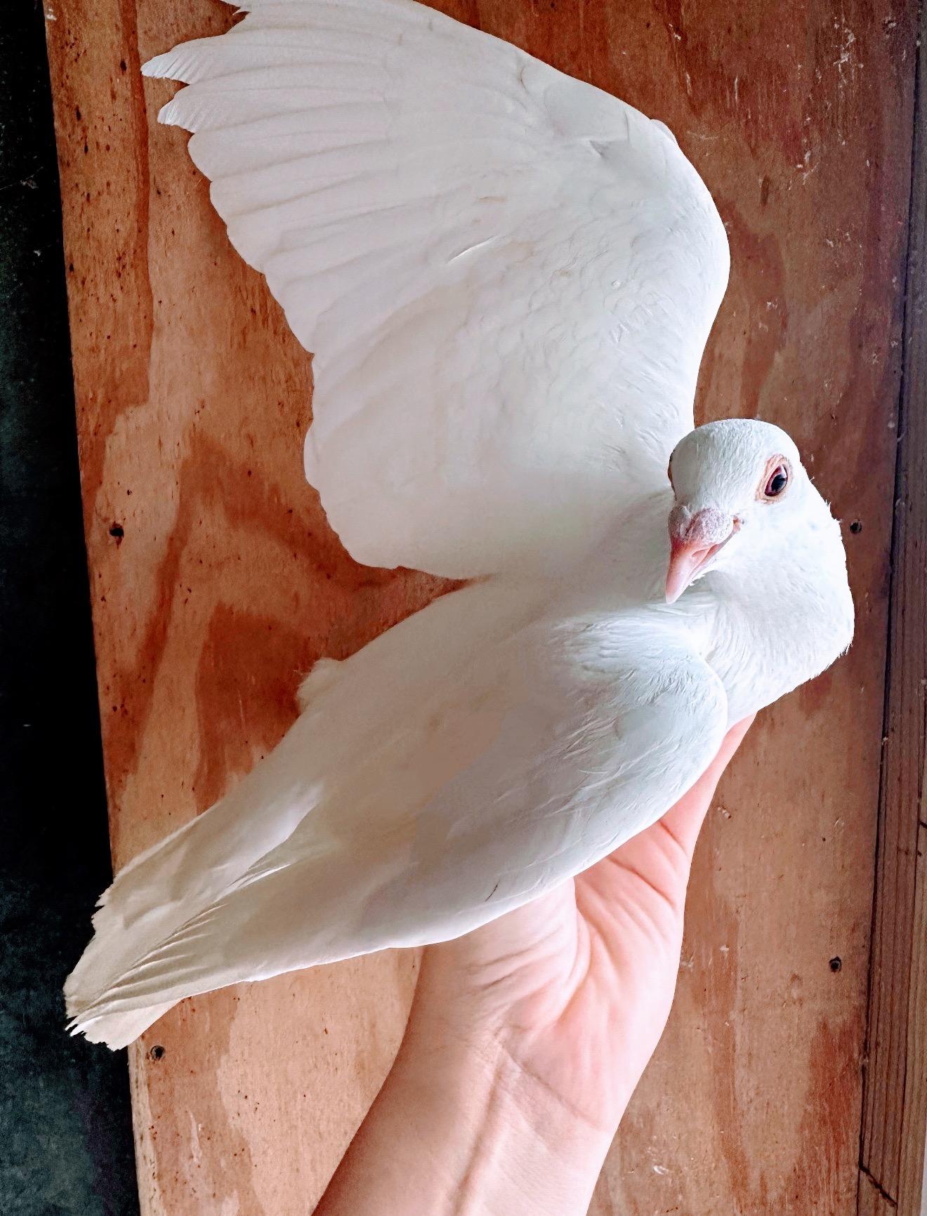 Enlarge Moon Pie, a Adoptable Pigeon in Chicago, IL image 2/2