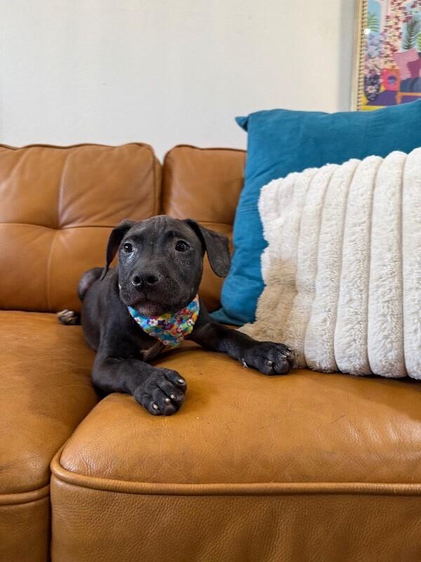 Maran Chick — thumbnail 2