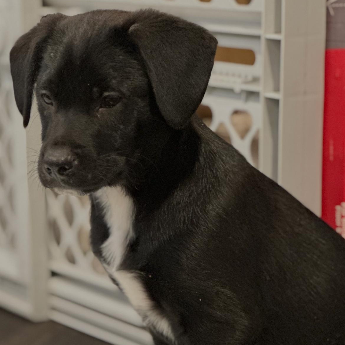 Enlarge Midnight, an adopted mixed breed in Lindenhurst, NY image 1/1