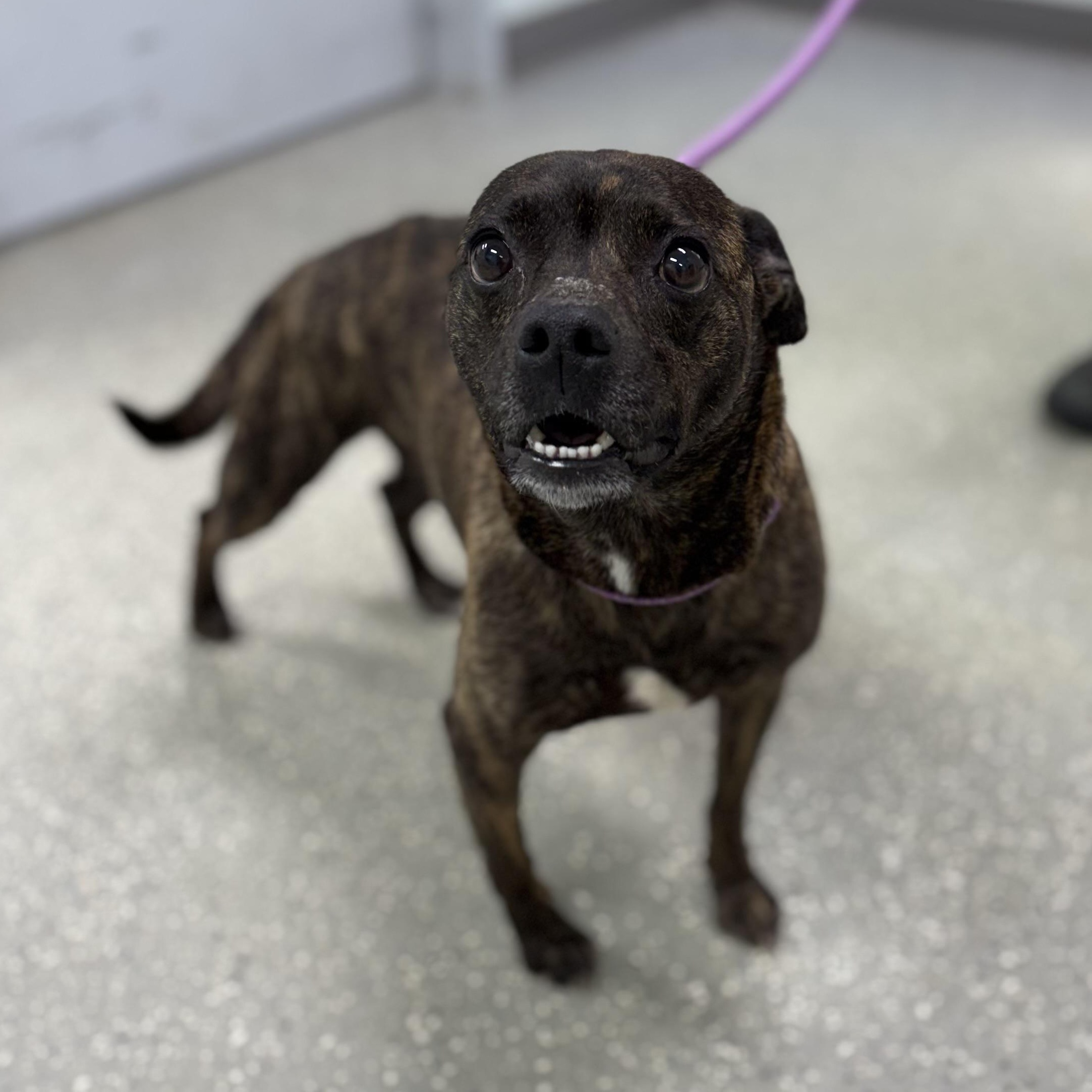 Sweet n Low, a ADOPTABLE mixed breed in Bardstown, KY image 3/5