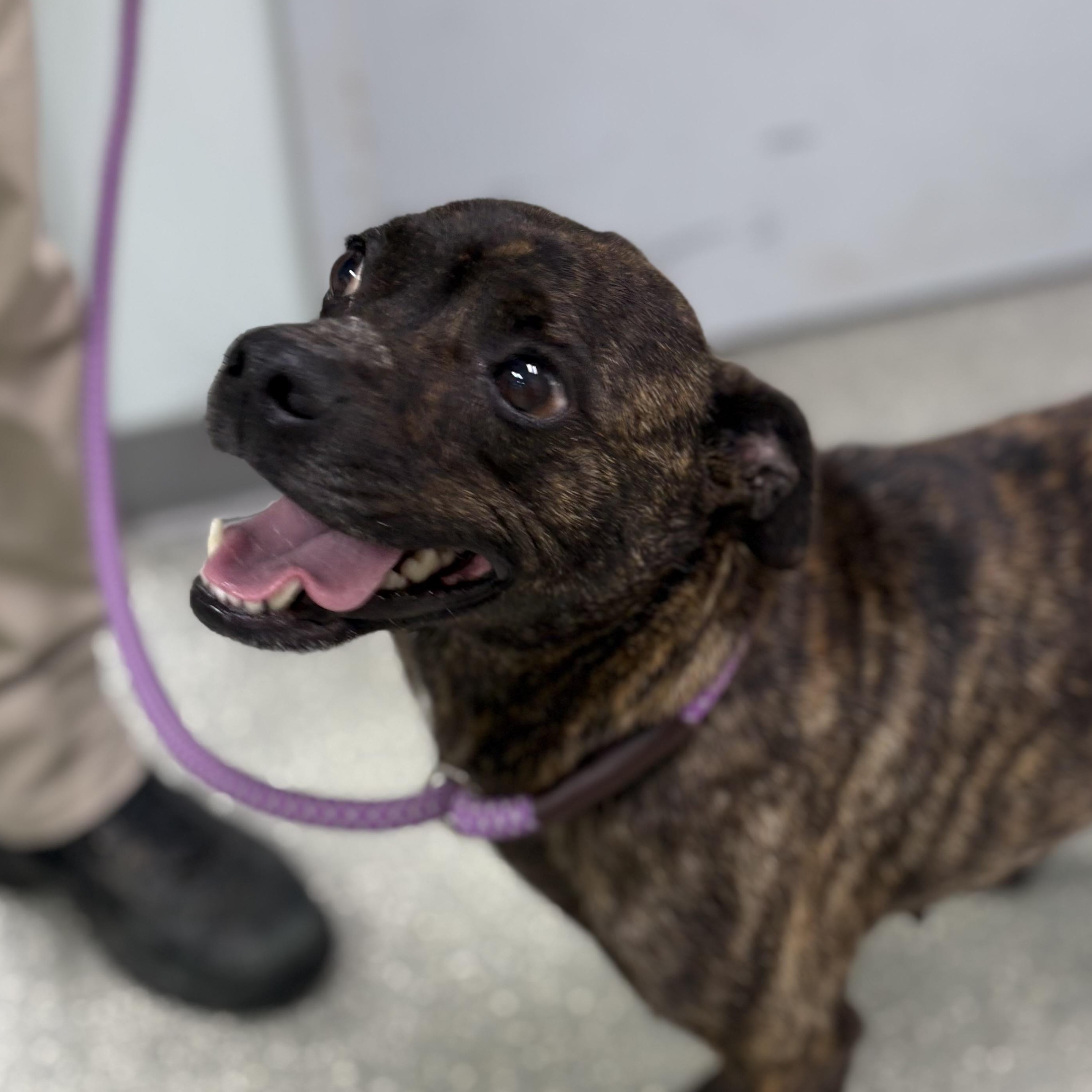 Sweet n Low, a ADOPTABLE mixed breed in Bardstown, KY image 2/5