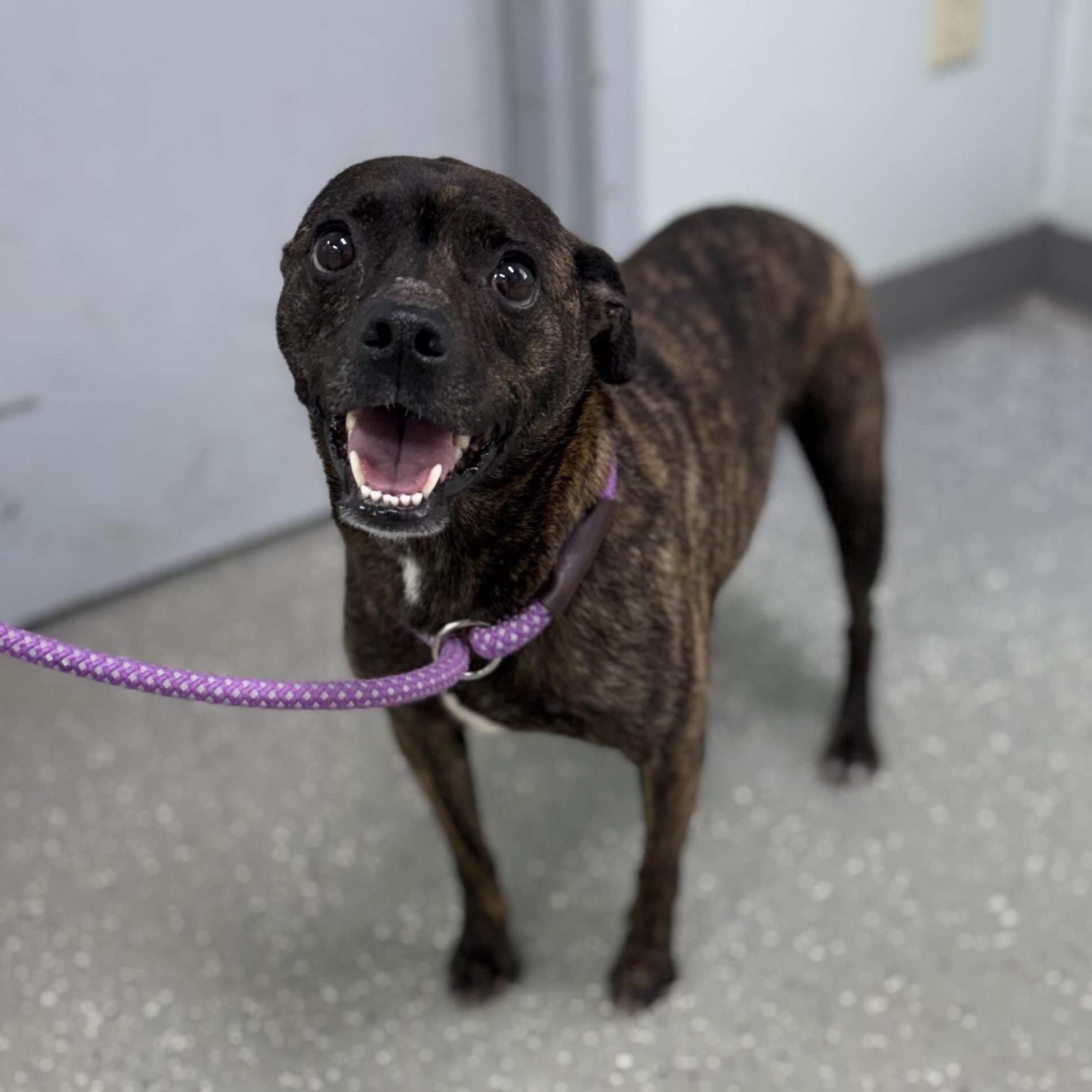 Sweet n Low, a ADOPTABLE mixed breed in Bardstown, KY image 1/5