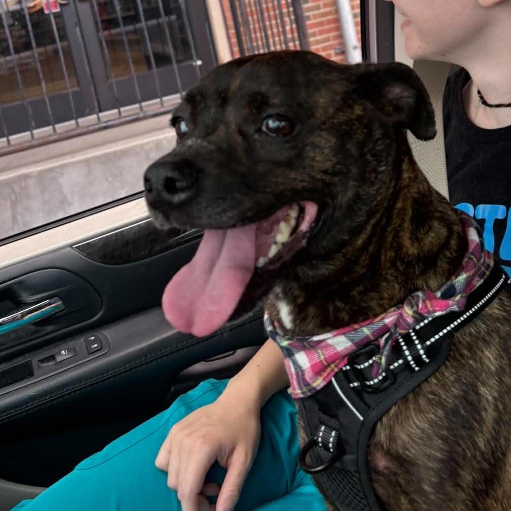 Sweet n Low, a ADOPTABLE mixed breed in Bardstown, KY image 4/5
