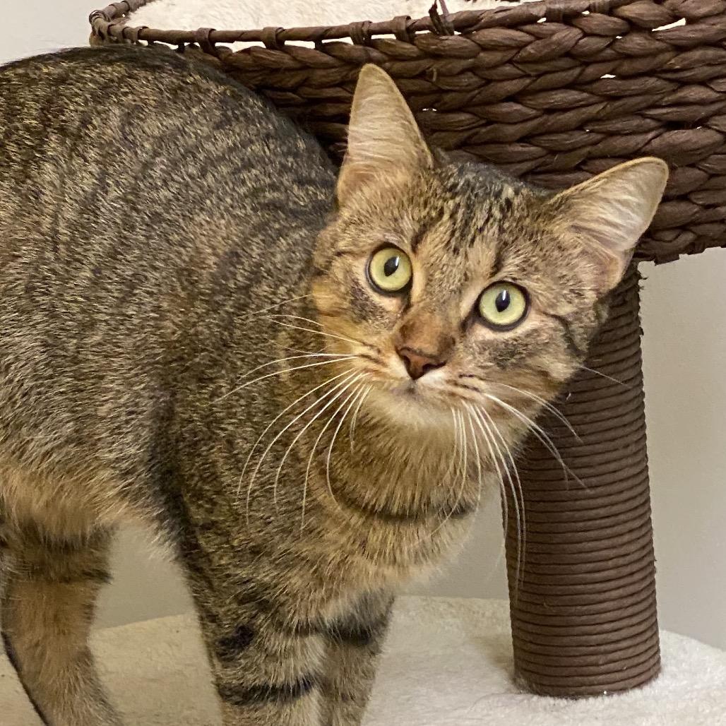 Enlarge Esky, a Adoptable Domestic Short Hair in Leander, TX image 1/3