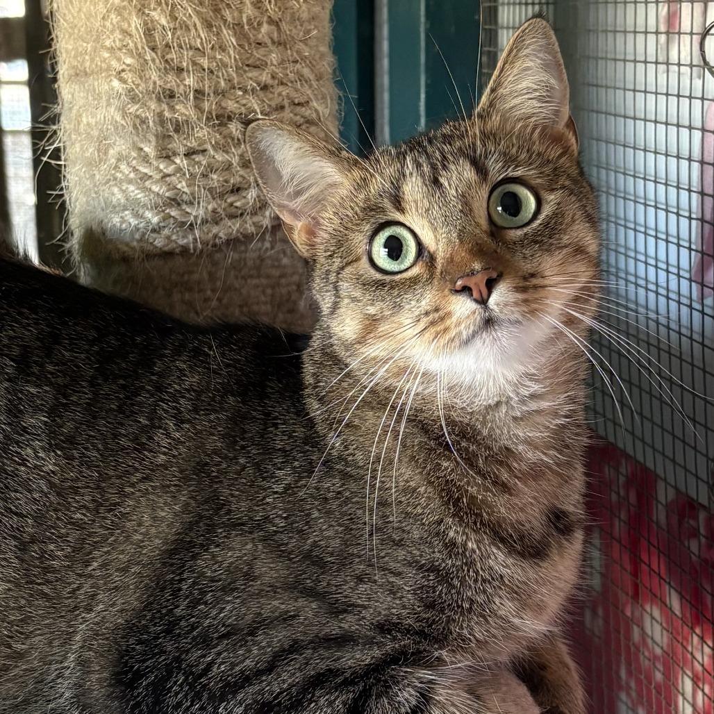 Enlarge Esky, a Adoptable Domestic Short Hair in Leander, TX image 2/3