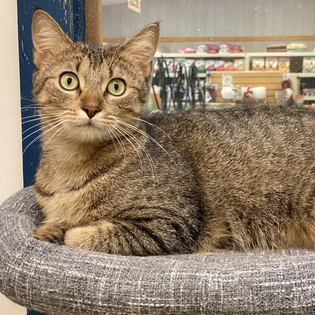 Enlarge Esky, a Adoptable Domestic Short Hair in Leander, TX image 3/3