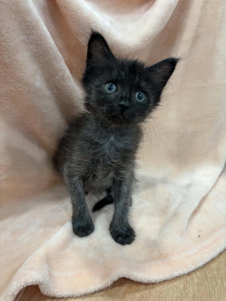 Celestia, Adoptable, Kitten Female Domestic Short Hair.