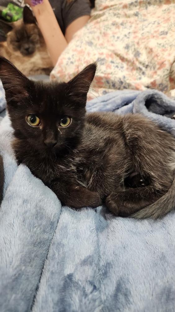 Enlarge Celestia, a Adoptable Domestic Short Hair in McPherson, KS image 2/3
