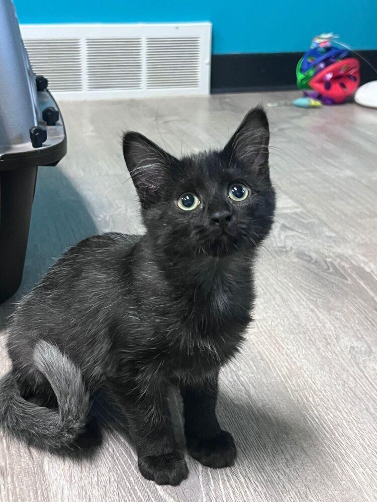 Enlarge Celestia, a Adoptable Domestic Short Hair in McPherson, KS image 3/3