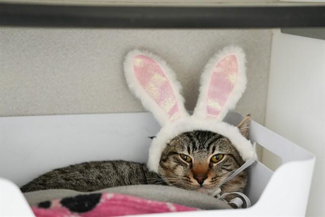 Enlarge WINSTON, a Adoptable Domestic Short Hair in Aurora, CO image 1/1