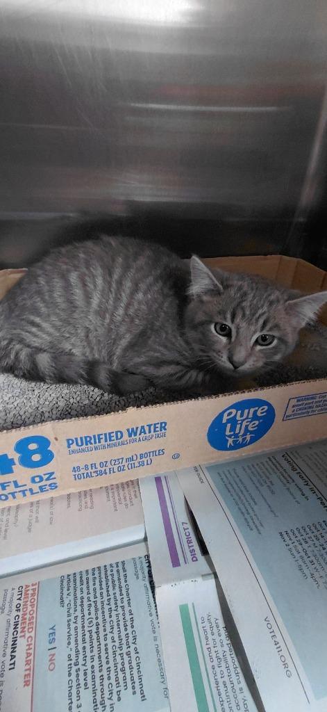 Nicklaous thumbnail 2