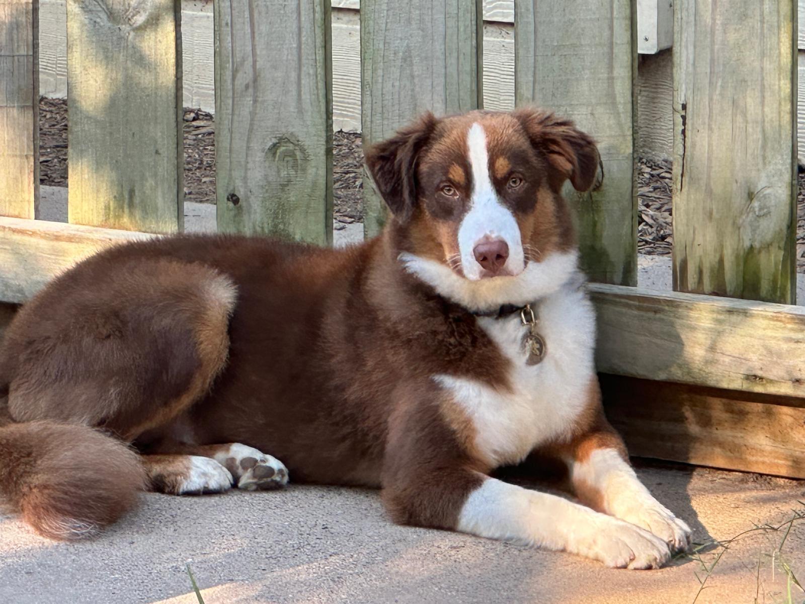 Balto, Adopted, Adult Male Border Collie.