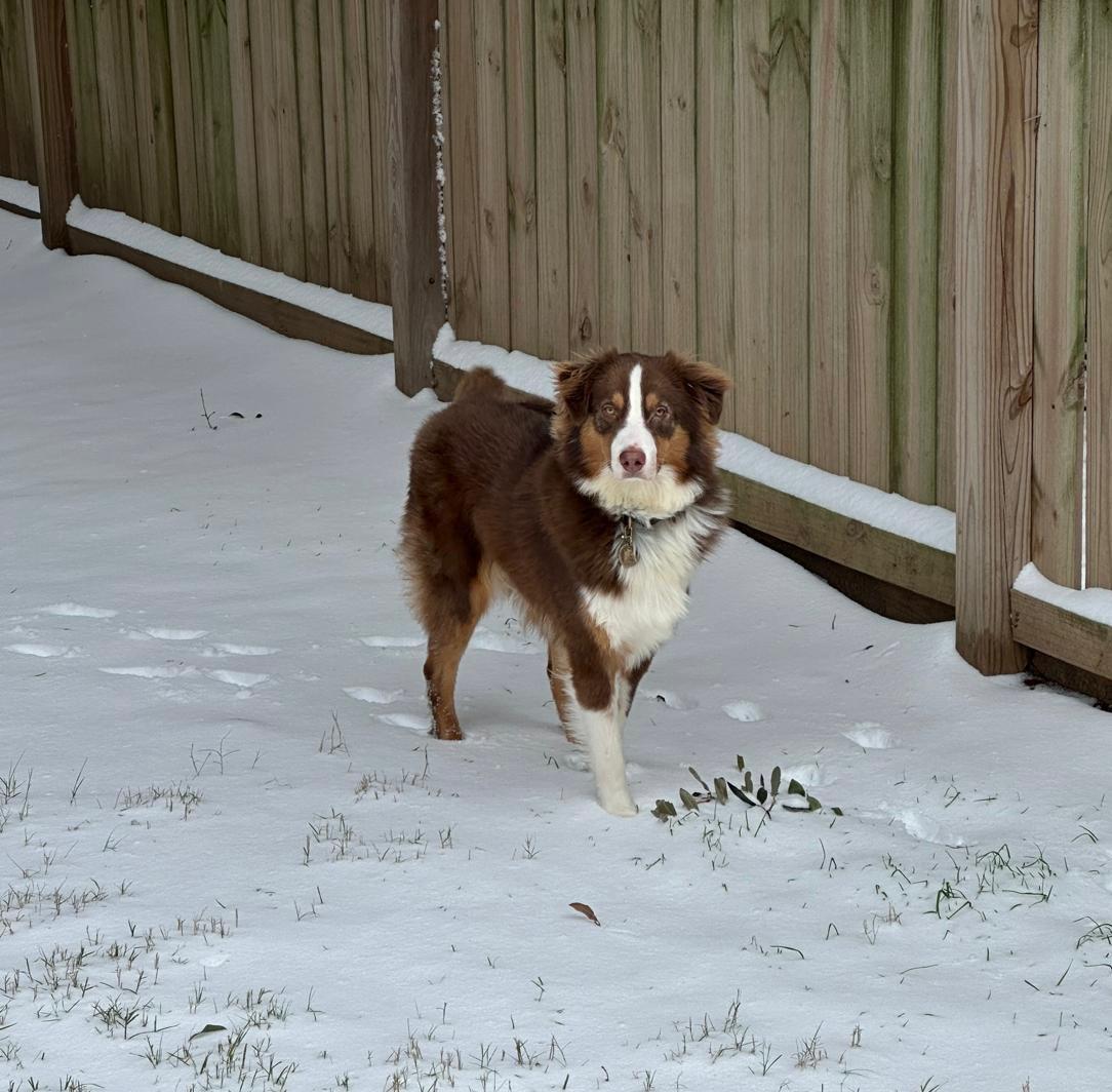 Enlarge Balto, a Adopted mixed breed in Portland, OR image 2/4
