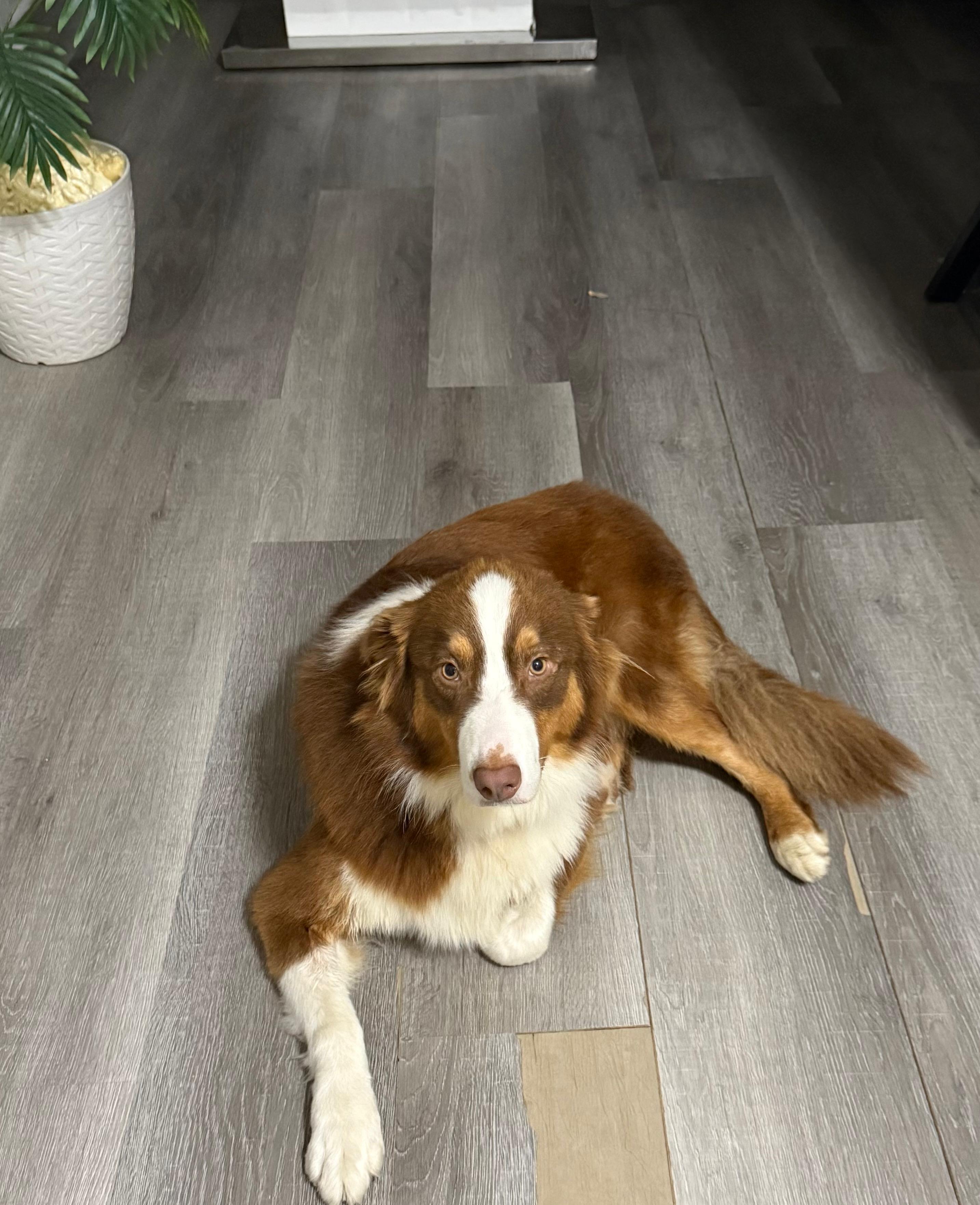 Enlarge Balto, a Adopted mixed breed in Portland, OR image 3/4