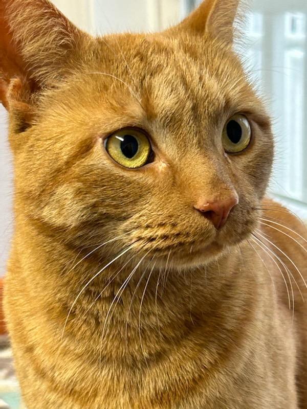 Enlarge Pepe, a ADOPTABLE Domestic Short Hair in Queenstown, MD image 6/6