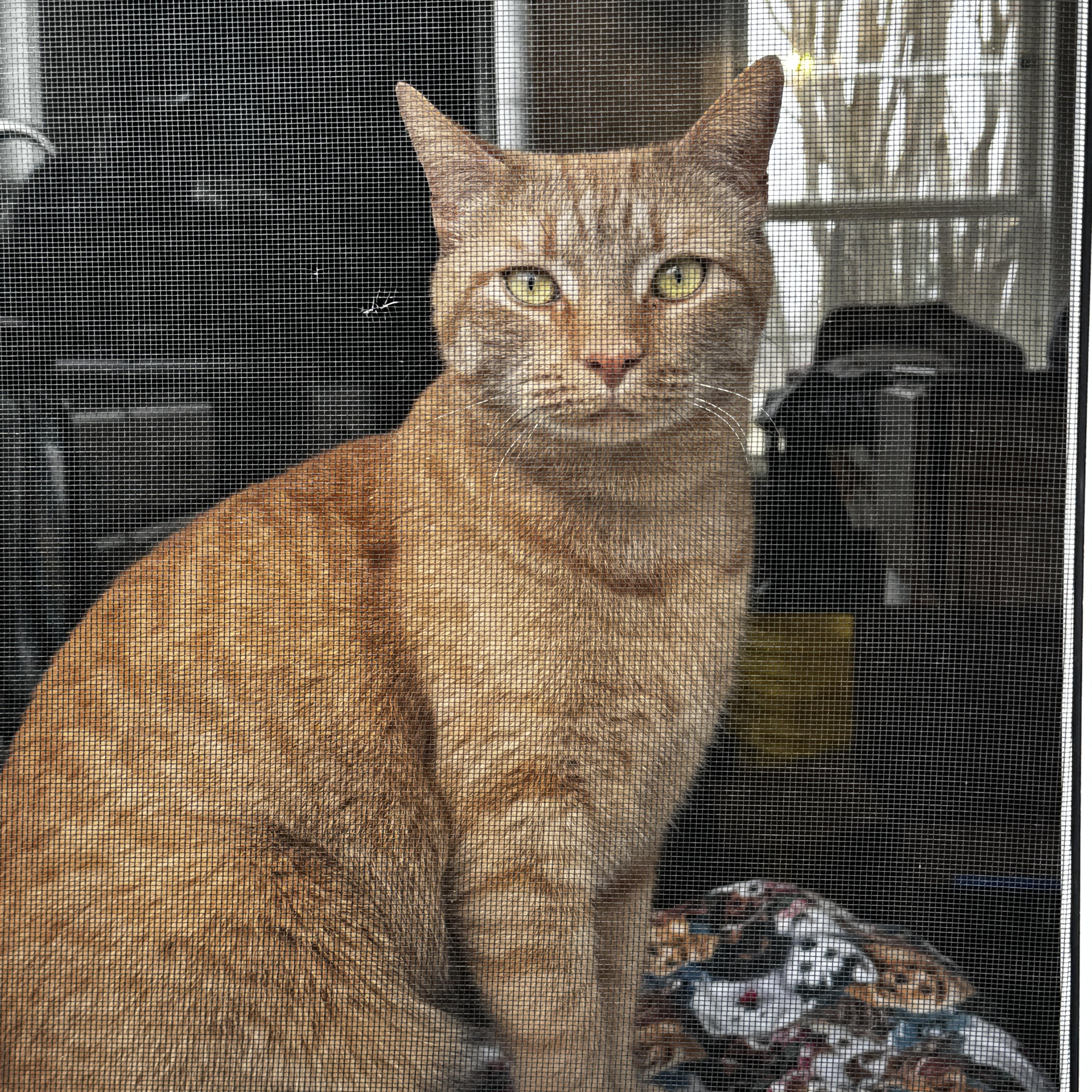 Enlarge Pepe, a ADOPTABLE Domestic Short Hair in Queenstown, MD image 4/6