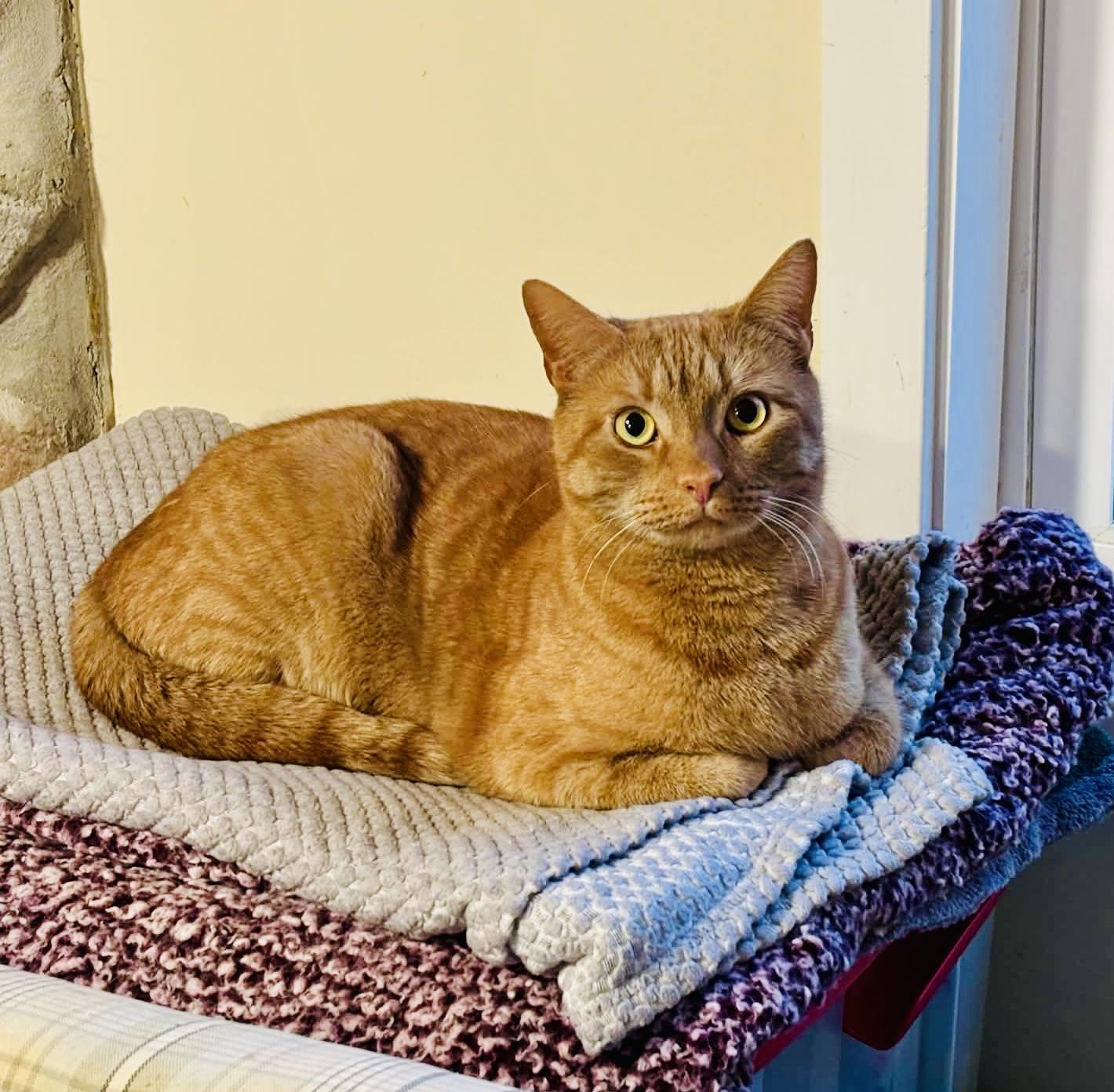 Enlarge Pepe, a ADOPTABLE Domestic Short Hair in Queenstown, MD image 4/6