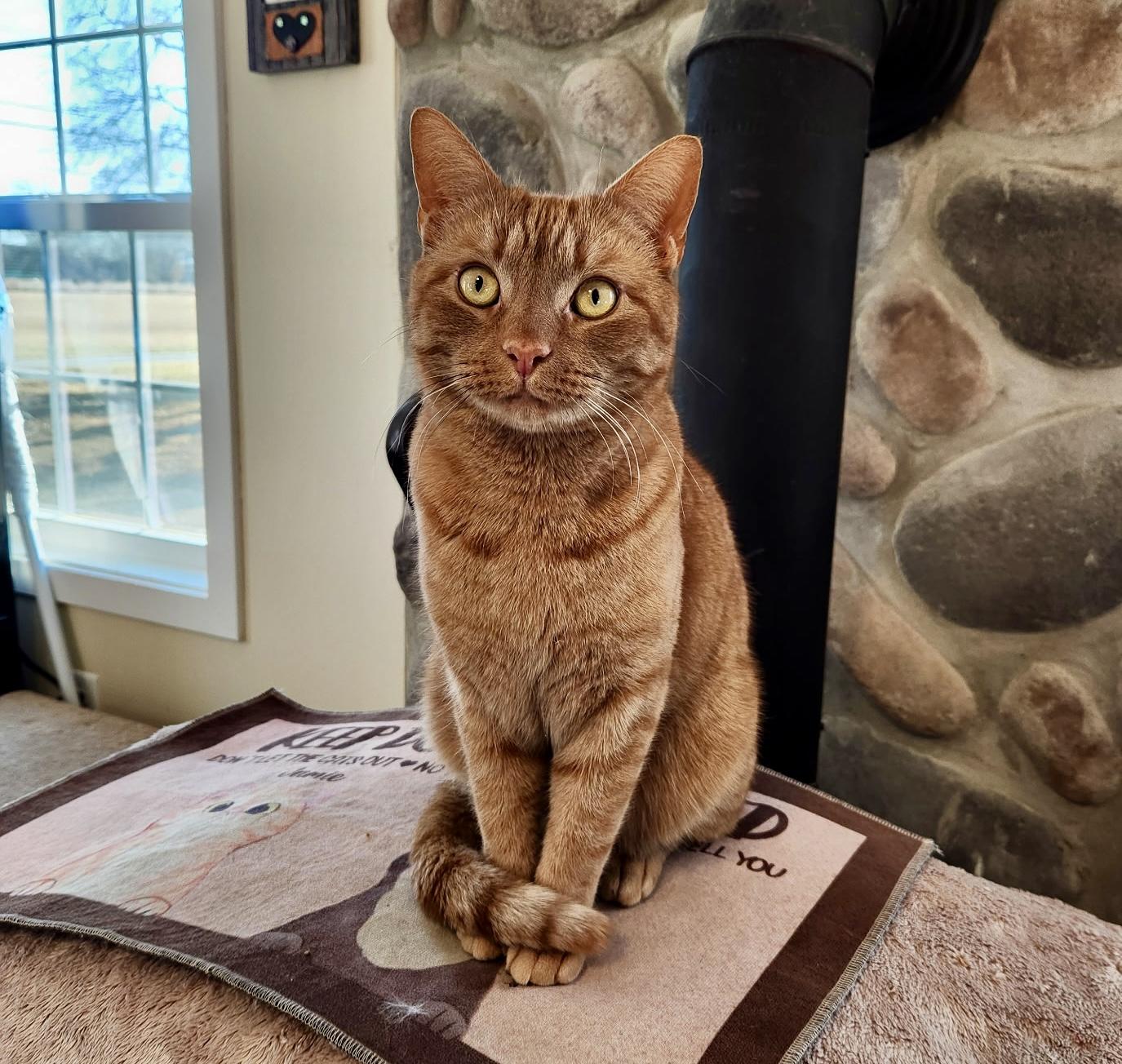 Enlarge Pepe, a ADOPTABLE Domestic Short Hair in Queenstown, MD image 2/6