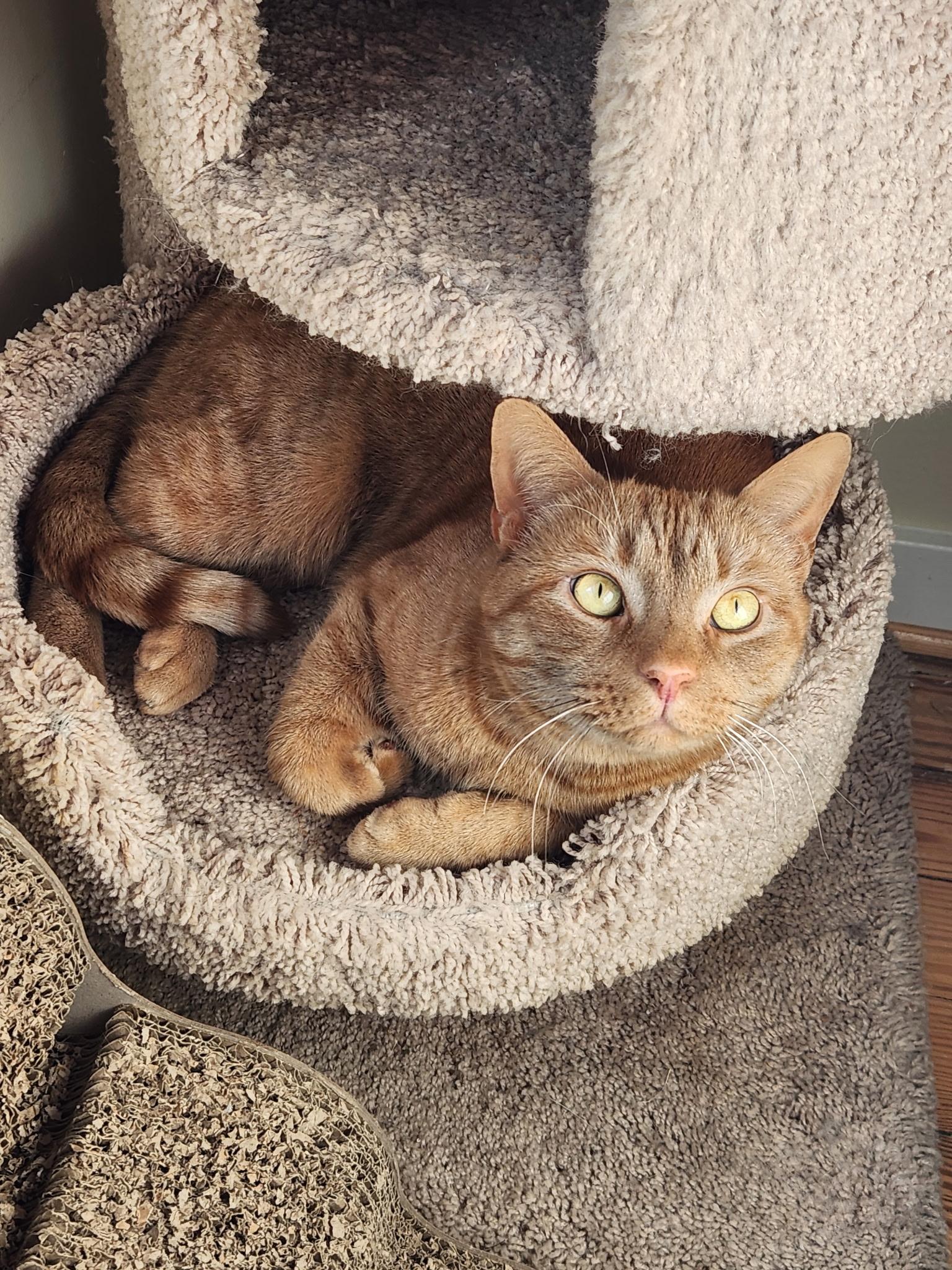 Enlarge Pepe, a ADOPTABLE Domestic Short Hair in Queenstown, MD image 3/6