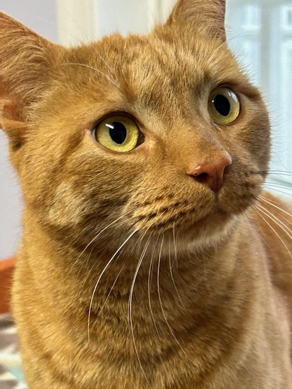 Pepe, ADOPTABLE, Young Male Domestic Short Hair.