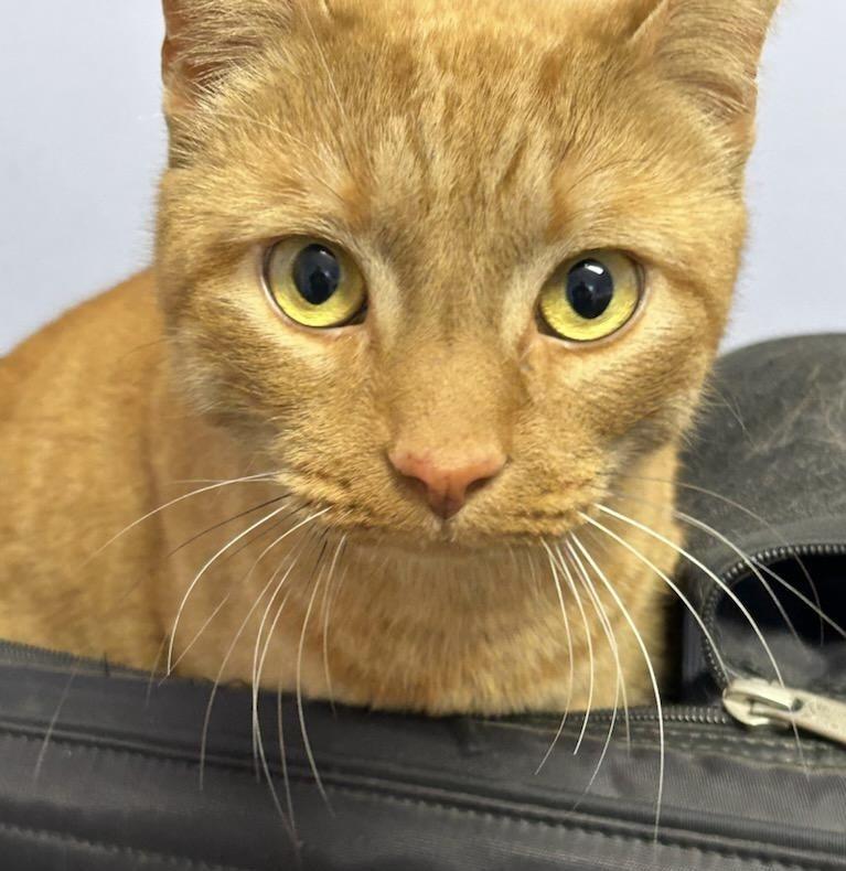 Enlarge Pepe, a ADOPTABLE Domestic Short Hair in Queenstown, MD image 5/6