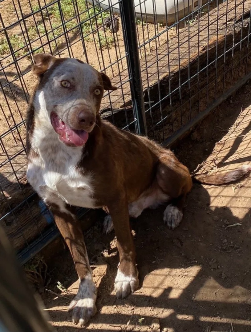Ol Red, Adult Male Cattle Dog
