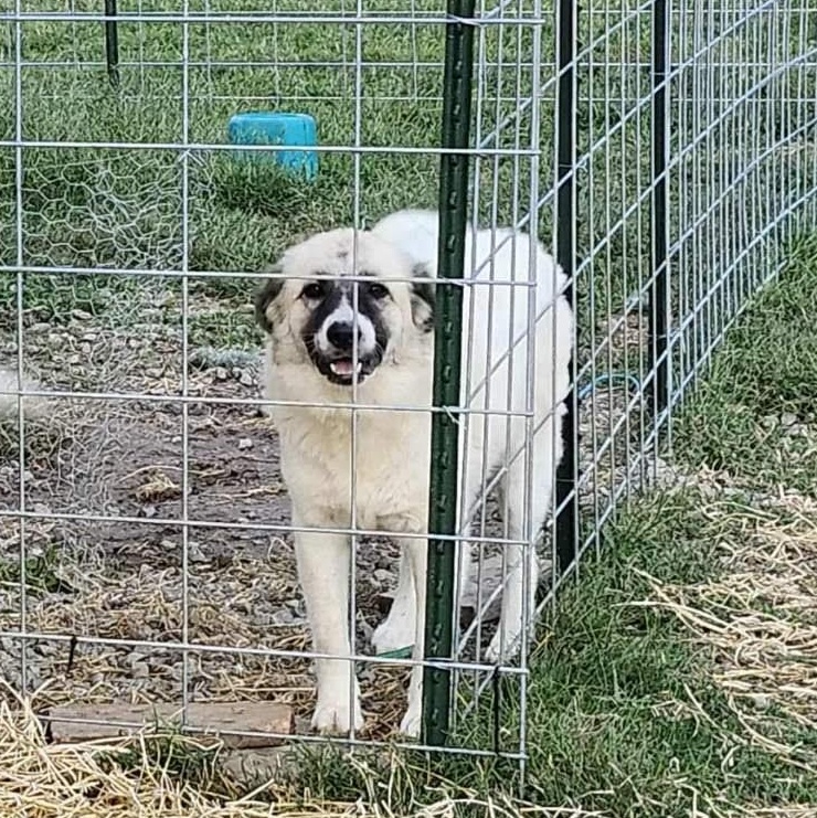 Halie, ADOPTABLE, Adult Female Anatolian Shepherd & Great Pyrenees.