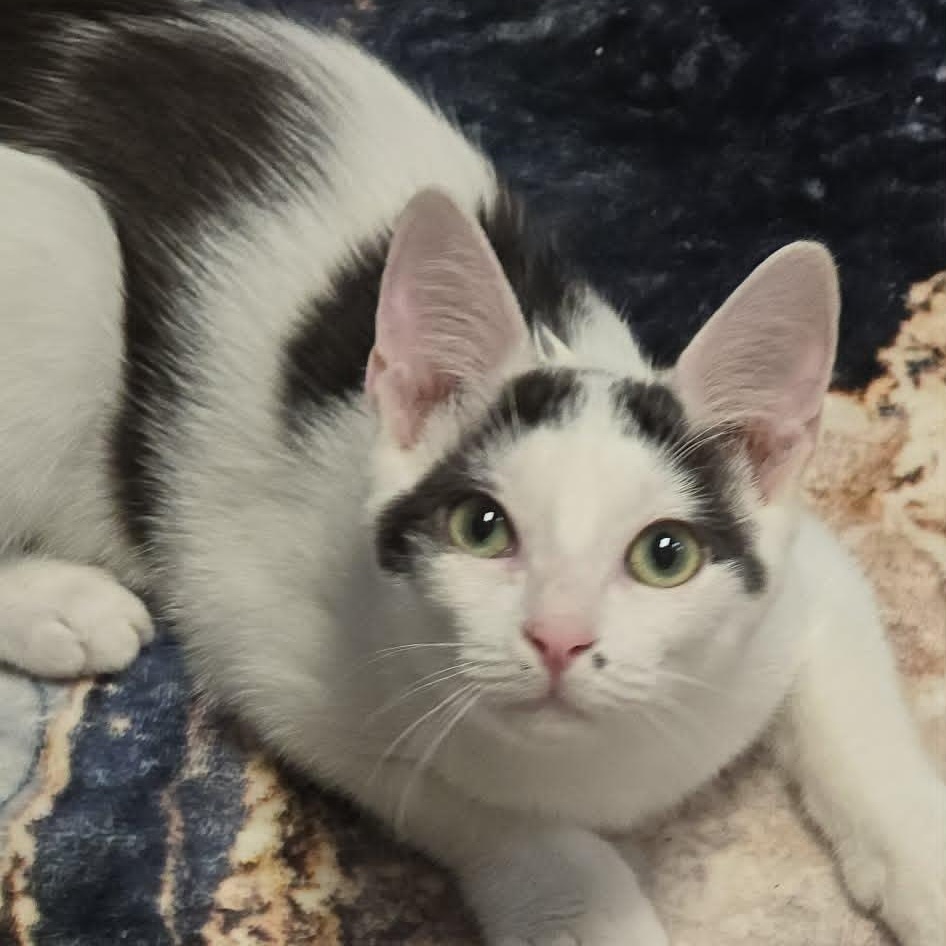 Enlarge Ryan, an adopted Domestic Short Hair in Orange, VA image 1/4