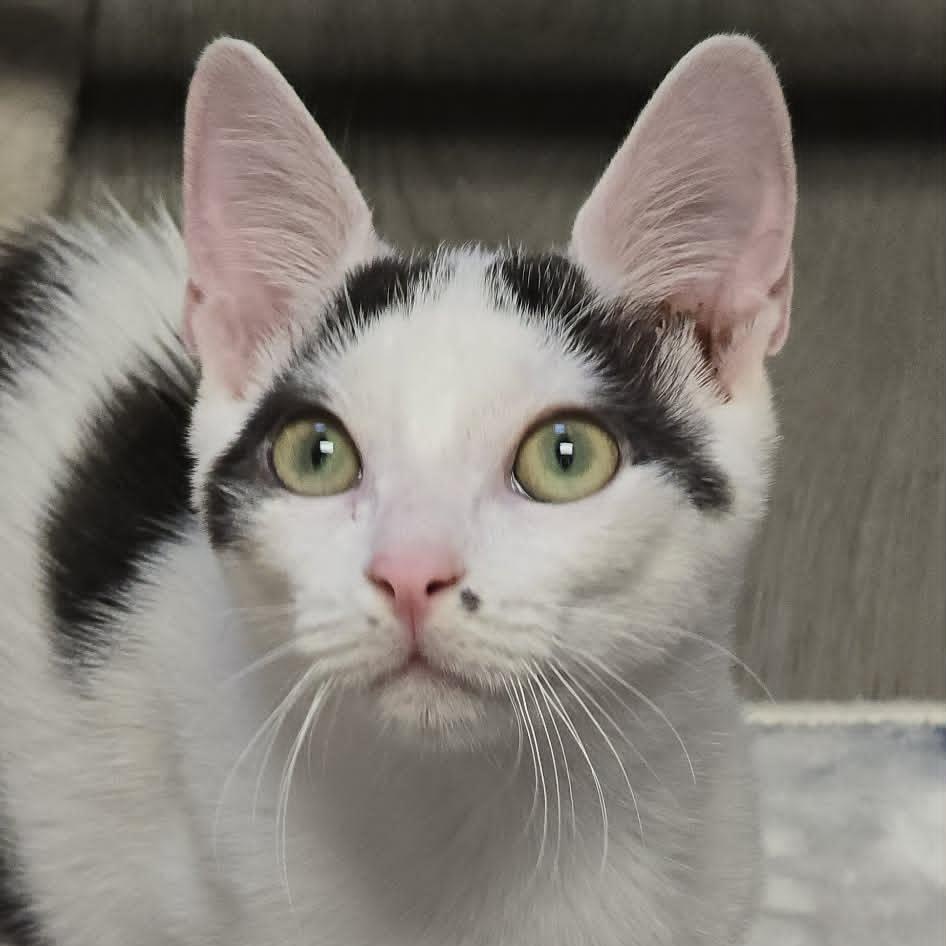 Enlarge Ryan, an adopted Domestic Short Hair in Orange, VA image 3/4