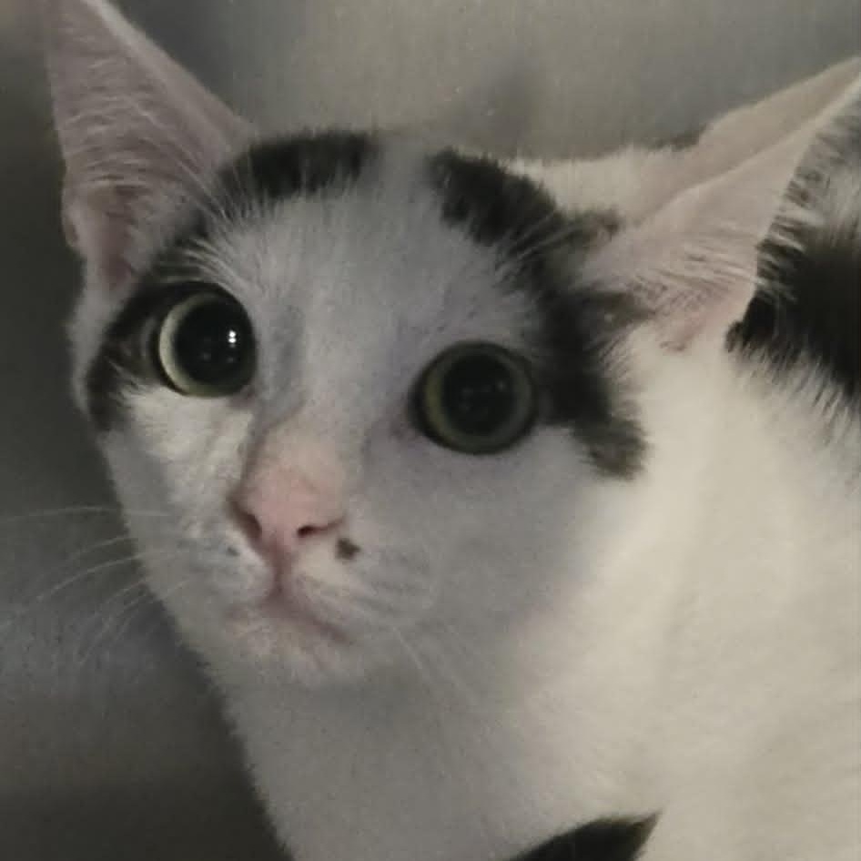 Enlarge Ryan, an adopted Domestic Short Hair in Orange, VA image 4/4