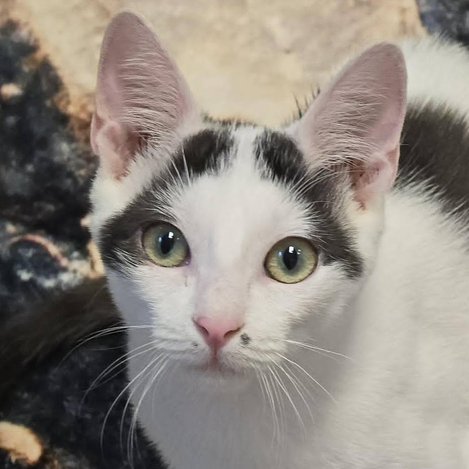 Enlarge Ryan, an adopted Domestic Short Hair in Orange, VA image 2/4