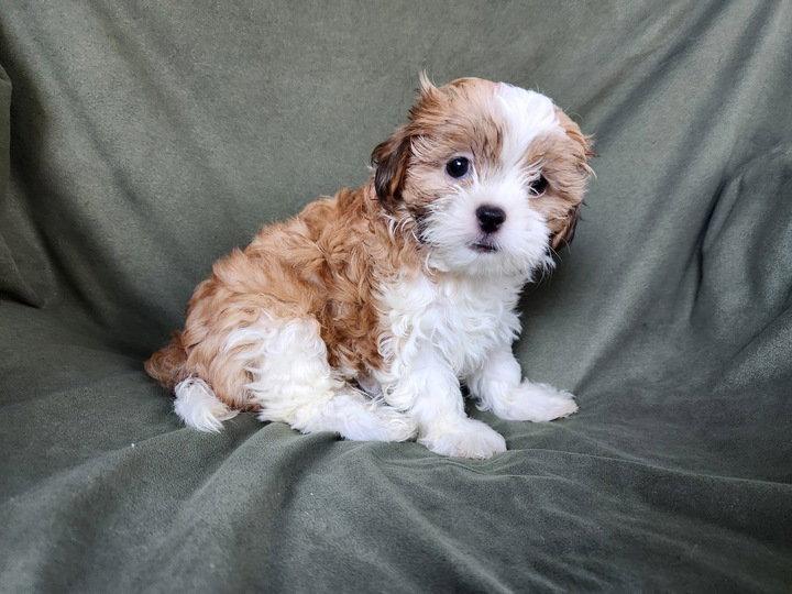 Enlarge Fabiola Jul 25 - In Foster in Durham, NC, a Adopted mixed breed in Pacolet, SC image 2/3